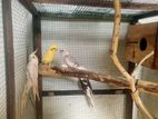 Cockatiel Birds