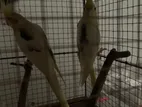 Cockatiel Bird