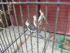 Cockatiel Birds