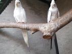 Cockatiel Birds
