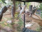 Cockatiel Birds