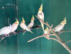 Cockatiel Birds