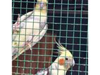 Cockatiel Birds