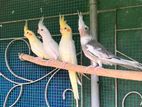 cockatiel Birds