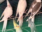 Cockatiel Birds