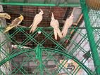 Cockatiel Birds