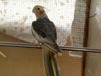 Cockatiel Birds
