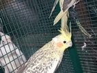 Cockatiel Birds