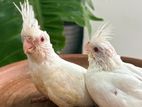 Cockatiel Birds