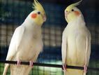 Cockatiel Birds