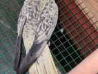 Cockatiel Birds
