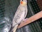 Cockatiel Birds