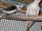 Cockatiel Birds