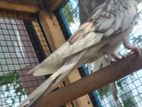 Cockatiel birds