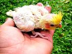 Cockatiel Bird Chicks