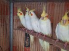 Cockatiel Birds