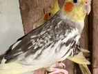 Cockatiel birds