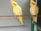 Cockatiel Birds