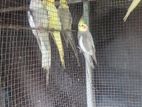 Cockatiel Birds