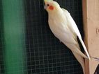 Cockatiel Birds