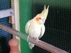 Cockatiel Birds