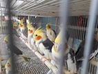 Cockatiel birds