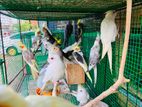 Cockatiel Birds