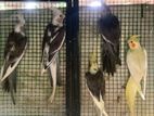 Cockatiel Birds