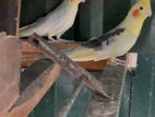 Cockatiel Birds