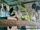 Cockatiel Birds