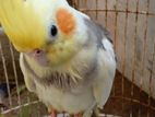 Cockatiel Birds (pair)
