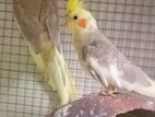 Cockatiel Bird