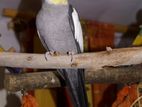 Cockatiel Breeding Male