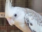 Cockatiel