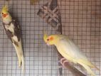 Cockatiel Breeding Pairs
