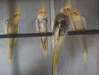 Cockatiel Breeding Pair