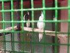 Cockatial Breeding Pair