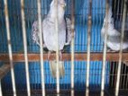 Cockatiel Breeding Pair
