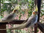 Cockatiel Pair