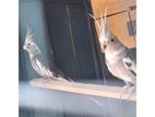 Cockatiel Birds