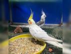 Cockatiel Breeding Pair