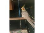Cockatiel Breeding Pair