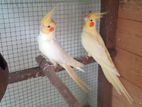 Cockatiel Breeding Pair