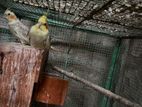 Cockatiel Breeding Pair