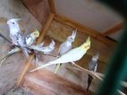 Cockatiel Breeding Pairs