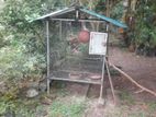 Cockatiel Birds with Cage