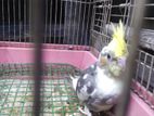 Cockatiel Chick Birds