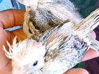 Cockatiel Chick