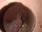 Cockatiel Chicks