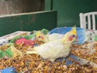 Cockatiel Chick